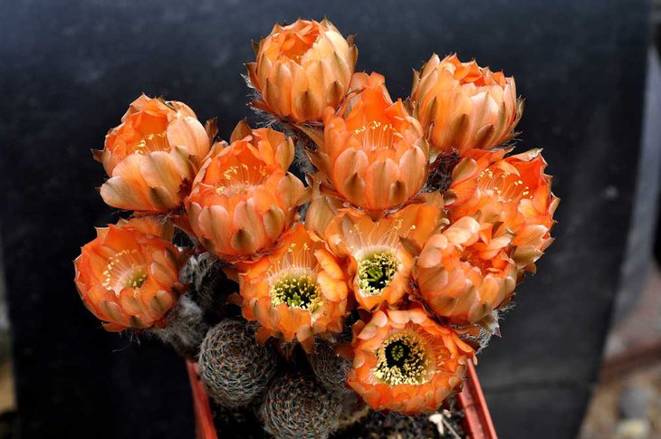 Lobivia rebutioides.jpg