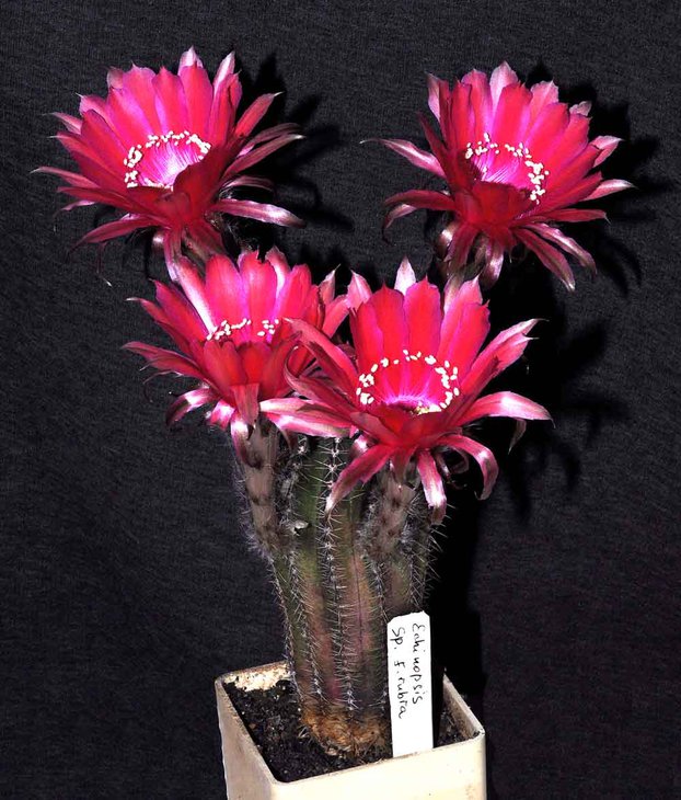Lobivia sp. rubra.jpg