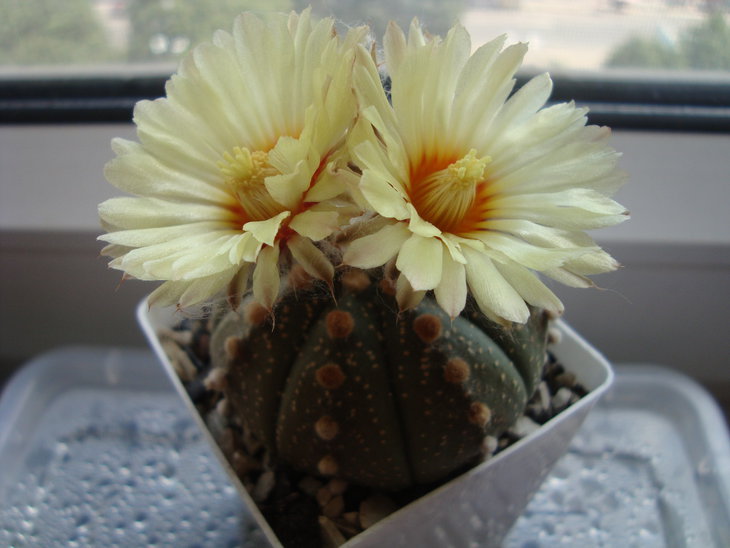 Astro. asterias