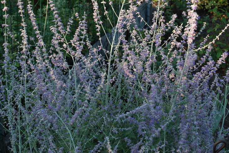 DSC_3510  Perovskia atriplicifolia.jpg