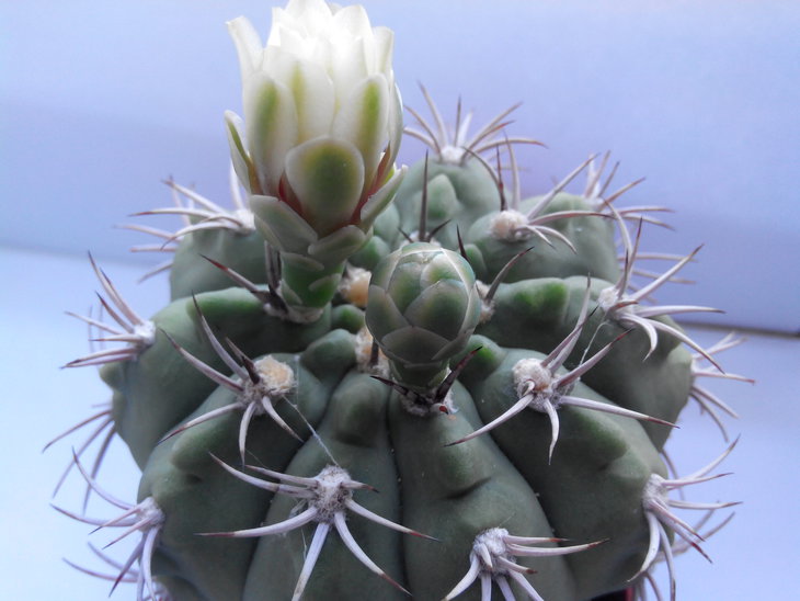 Gymnocalycium hybopleurum v. ferocior