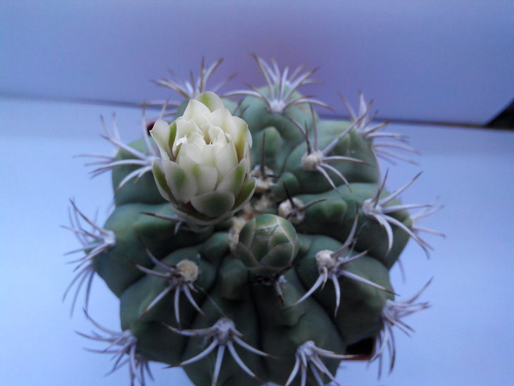 Gymnocalycium hybopleurum v. ferocior
