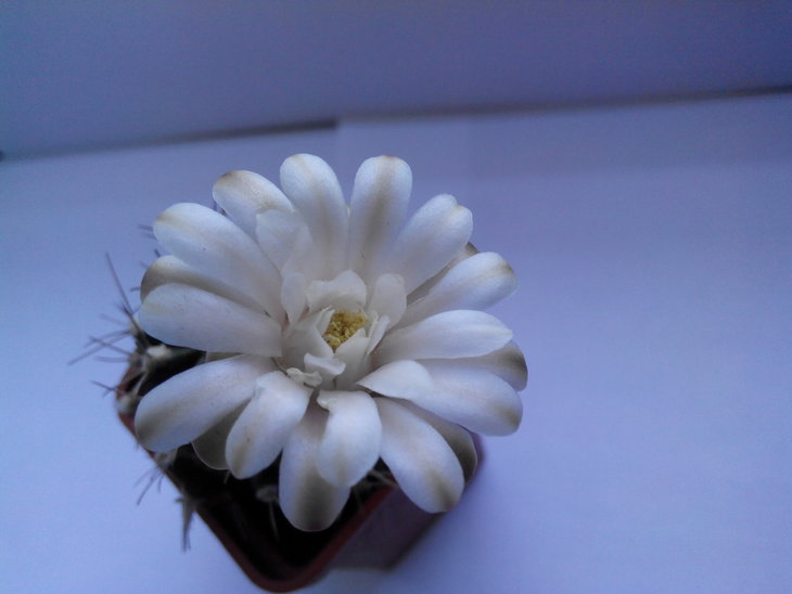 Gymnocalycium friedrichii