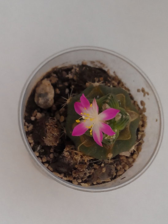 Aztekium valdezii