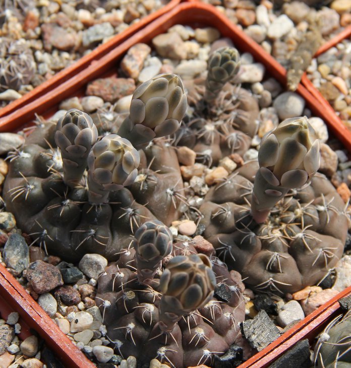 Gymnocalycium frankianum VoS812