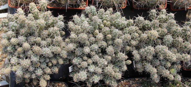Corynopuntia bulbispina