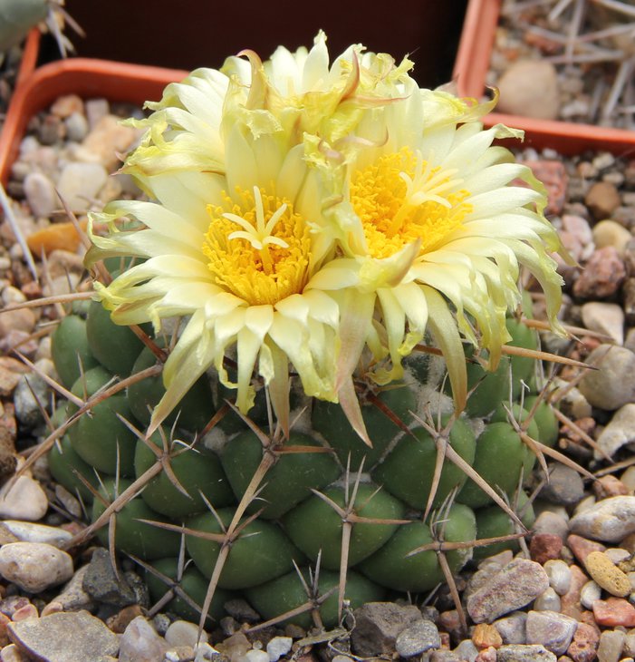Coryphantha bumamma перед закрытием цветов