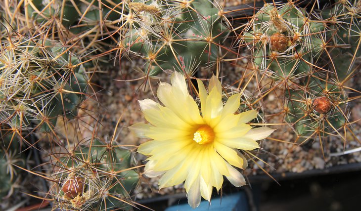 Coryphantha wohlschlageri KKR288