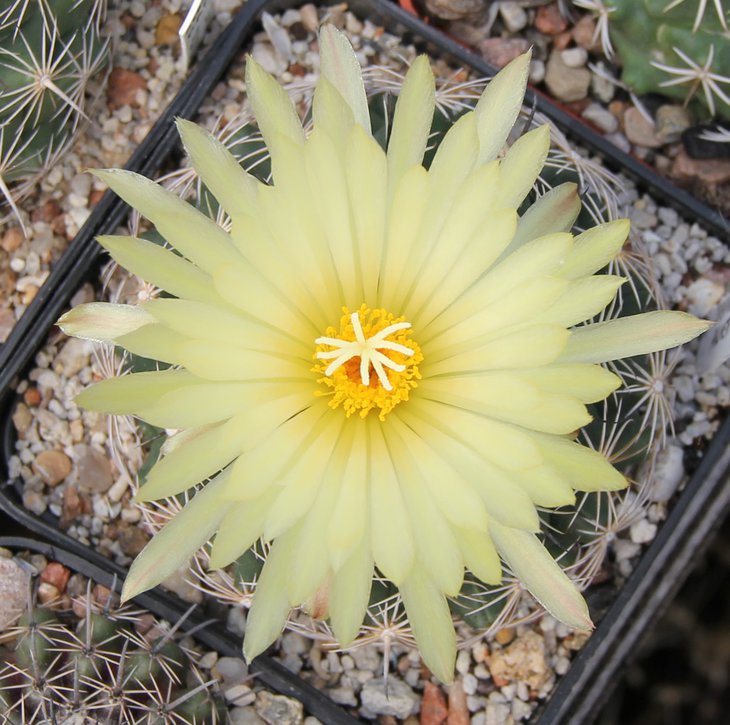 Coryphantha palmeri Z181