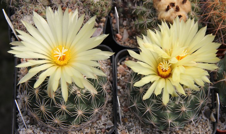 Coryphantha palmeri Z181..