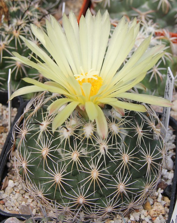 Coryphantha palmeri Z181.
