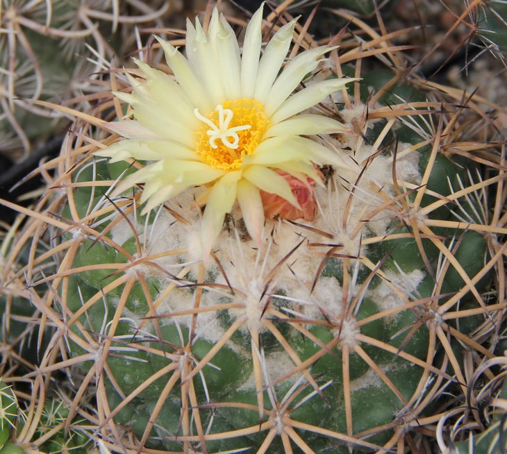 Coryphantha andreae