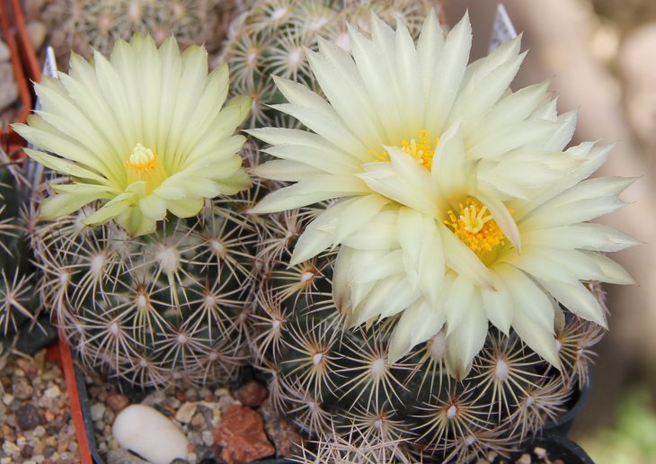 Coryphantha palmeri pectinata