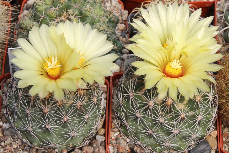 Coryphantha schwarziana.