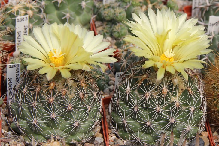 Coryphantha schwarziana