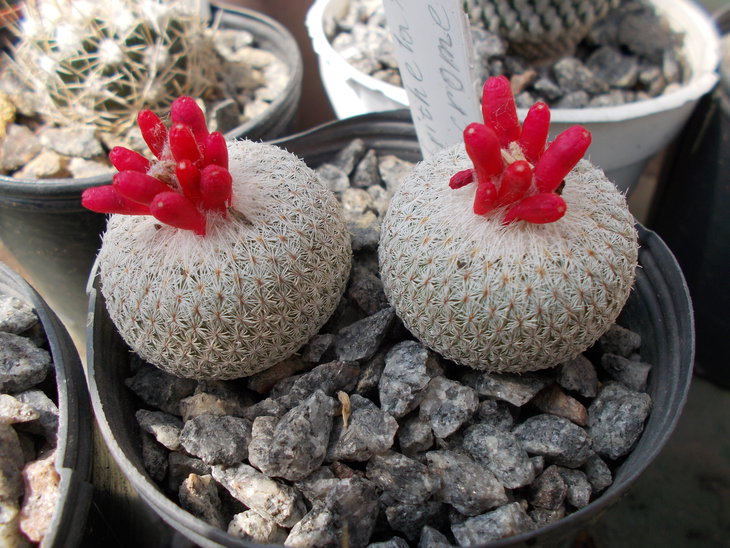 Epithelantha micromeris v rufispina.JPG
