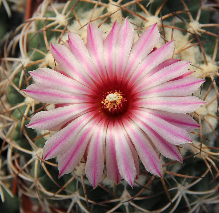 Coryphantha elephantidens.