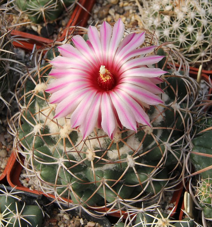Coryphantha elephantidens.
