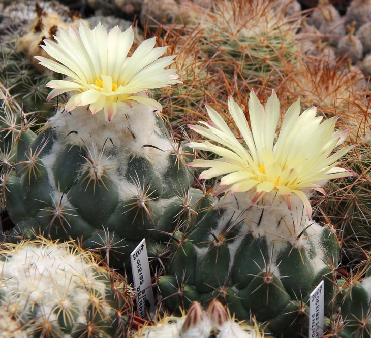 Coryphantha calipensis SB1390.