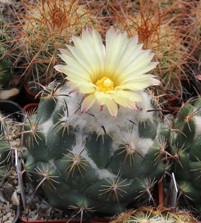 Coryphantha calipensis SB1390