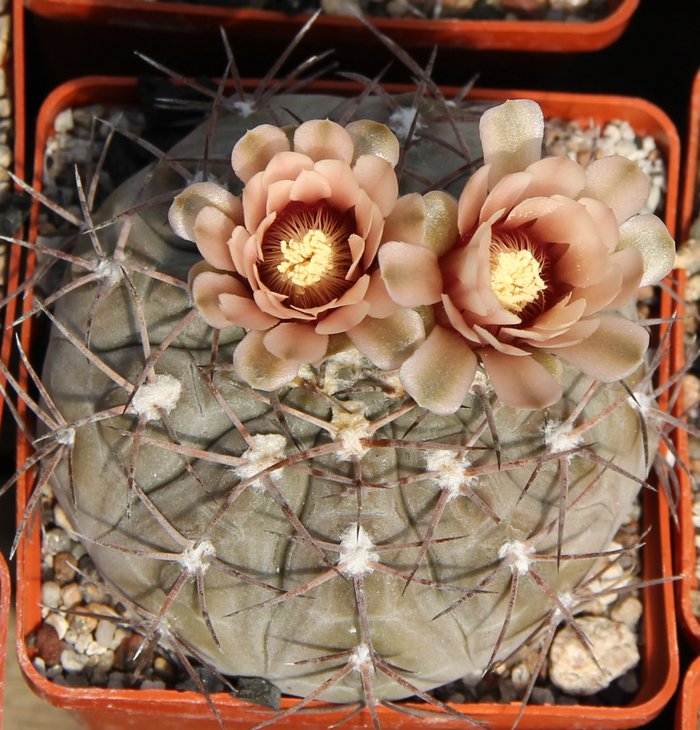 Gymnocalycium glaucum JO238.