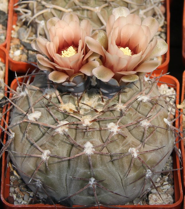 Gymnocalycium glaucum JO238