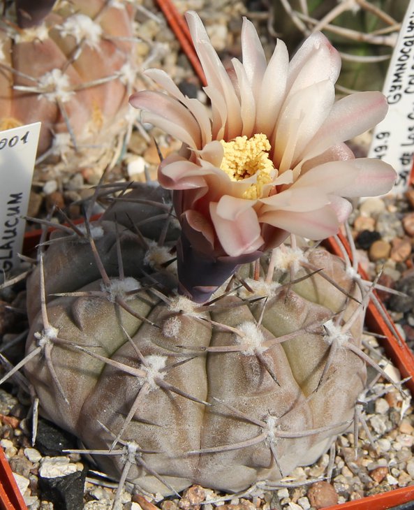 Gymnocalycium glaucum