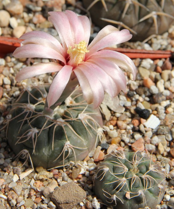 Gymnocalycium terweemianum LB350 nord. Paso Grande S.L.
