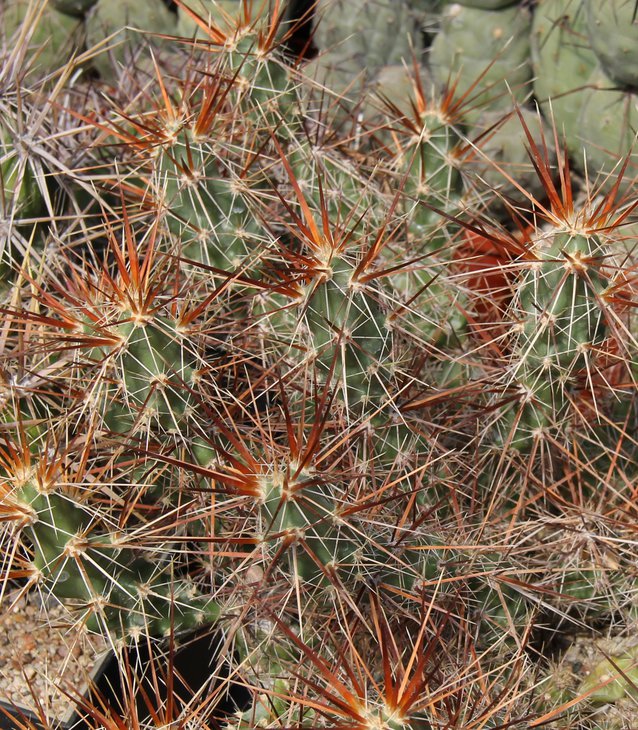 Corynopuntia grahamii SB394