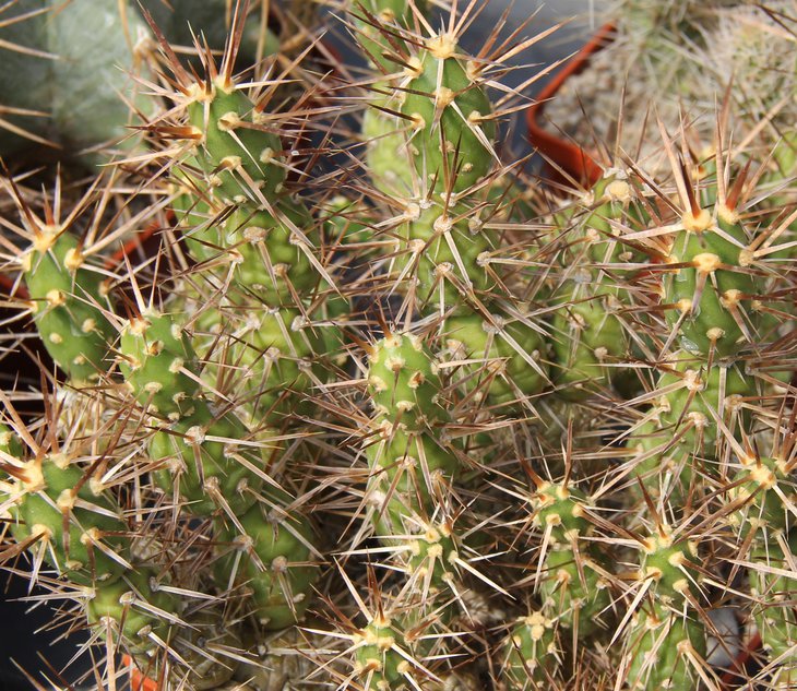 Maihueniopsis darwinii hickeinii