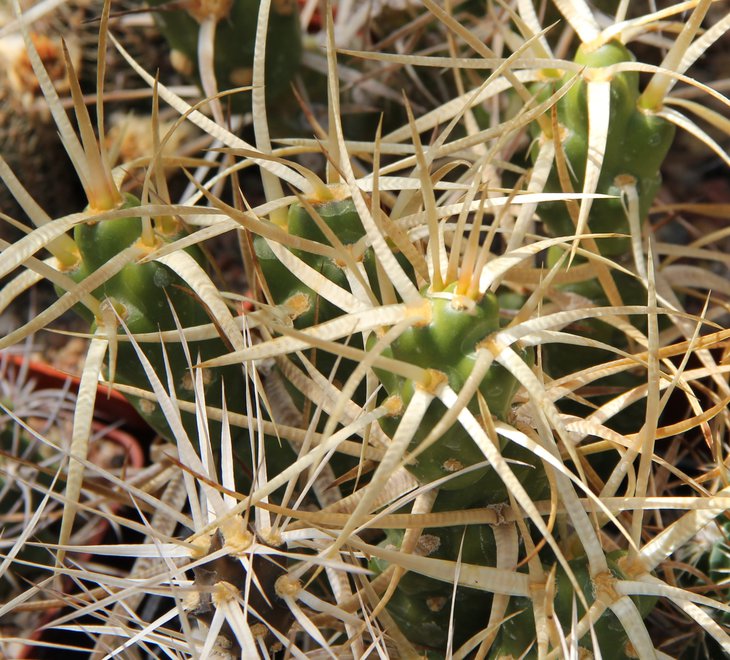 Maihueniopsis platyacantha