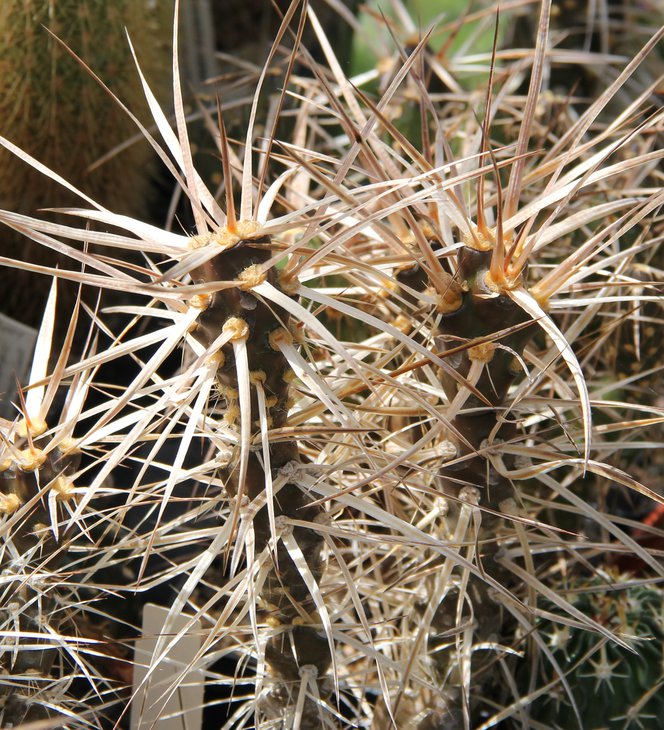 Maihueniopsis platyacantha.