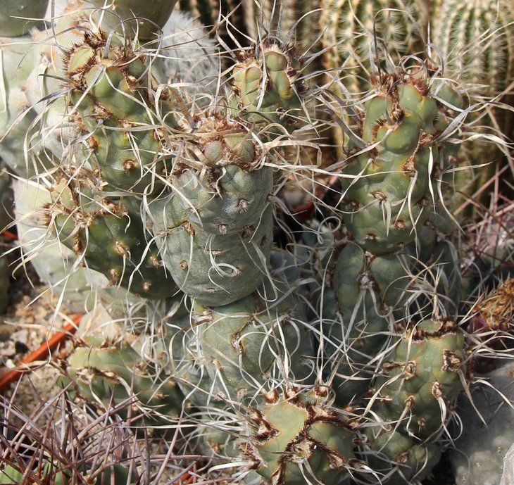Tefrocactus articulatus monstrosa