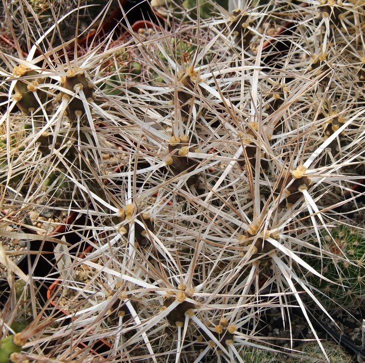 Maihueniopsis platyacantha..