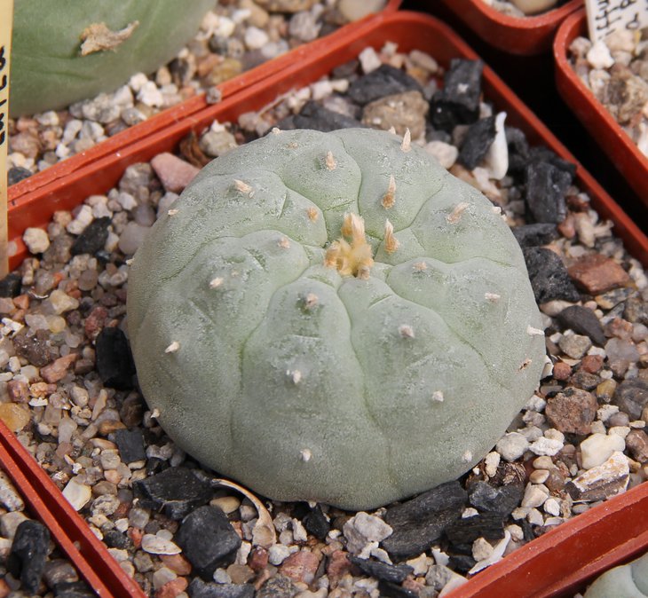 L.lutea  Червинко