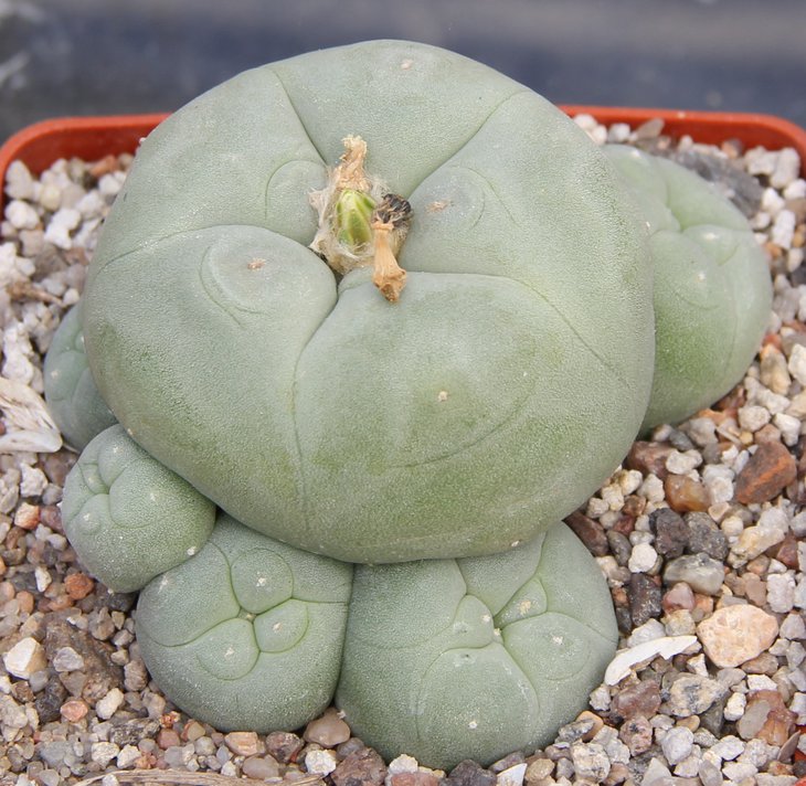 L.diffusa (kubesai) MK85.255 nord Vizzaron