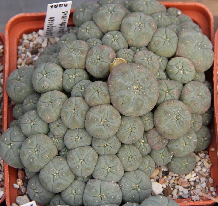 L.jourdaniana от Мигача