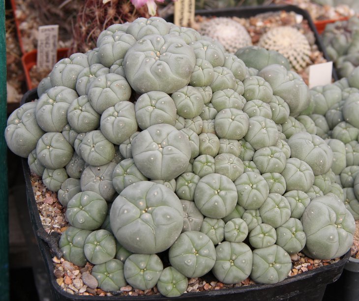 L.caespitosa из СССР