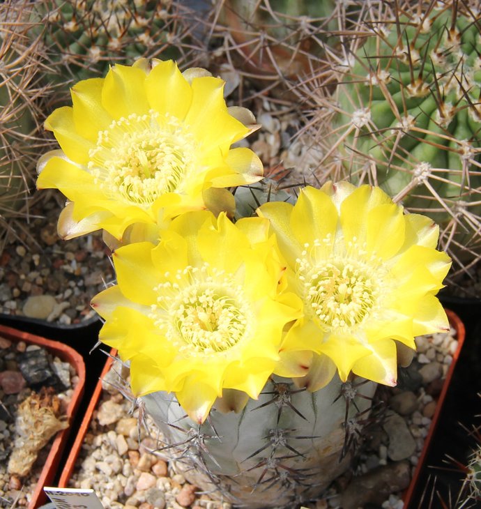 Acantocalycium glaucum