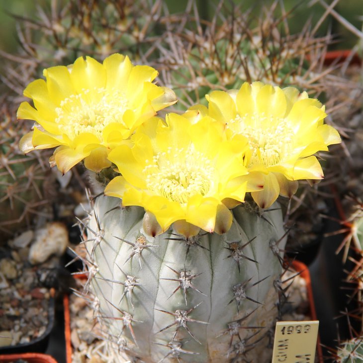Acantocalycium glaucum