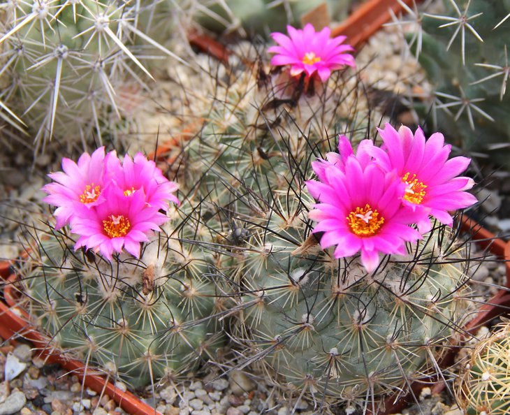 Gymnocactus viereckii