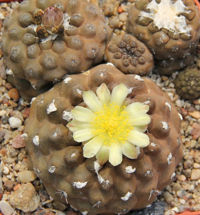 Copiapoa barguitensis