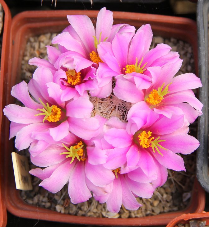 Mammillaria boolii