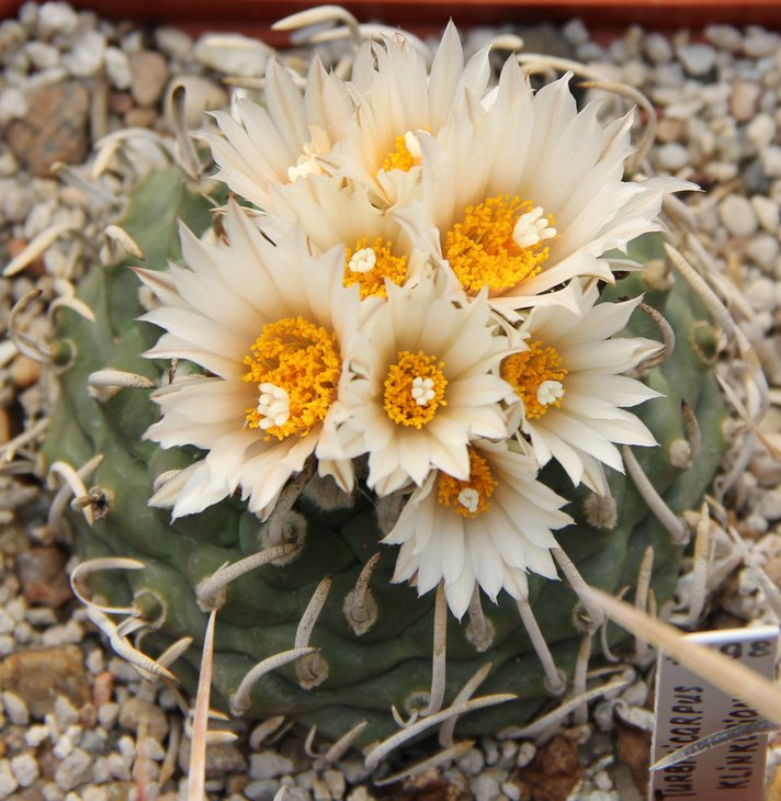 Turbinicarpus klinkerianus