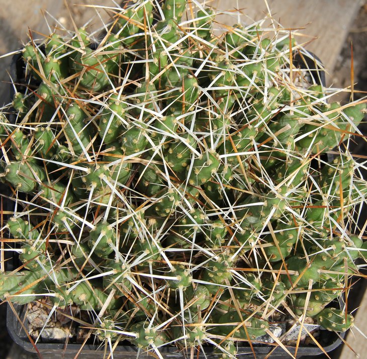 Maihueniopsis glomerata