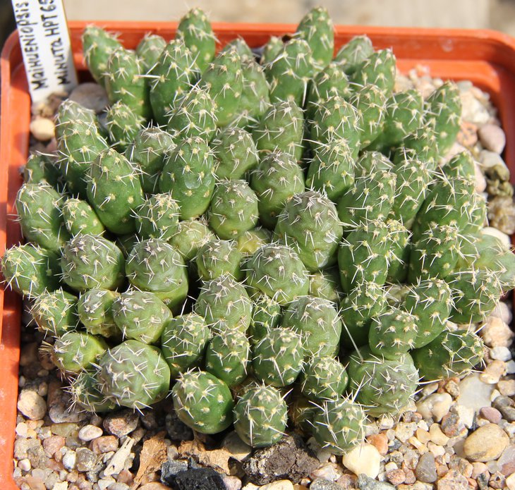 Maihueniopsis minuta HPT659