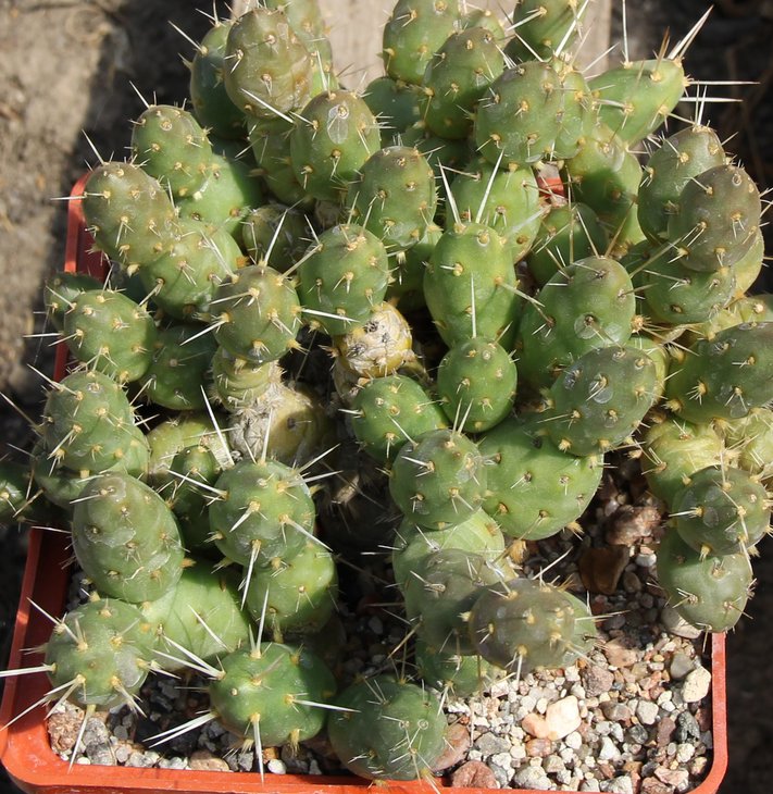 Maihueniopsis ovata