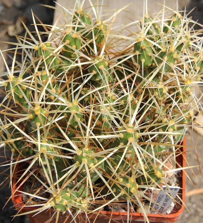 Maihueniopsis platyacanta MK1554