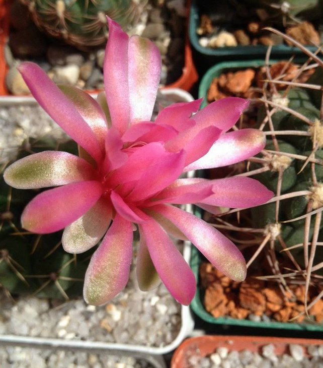 G.baldianum