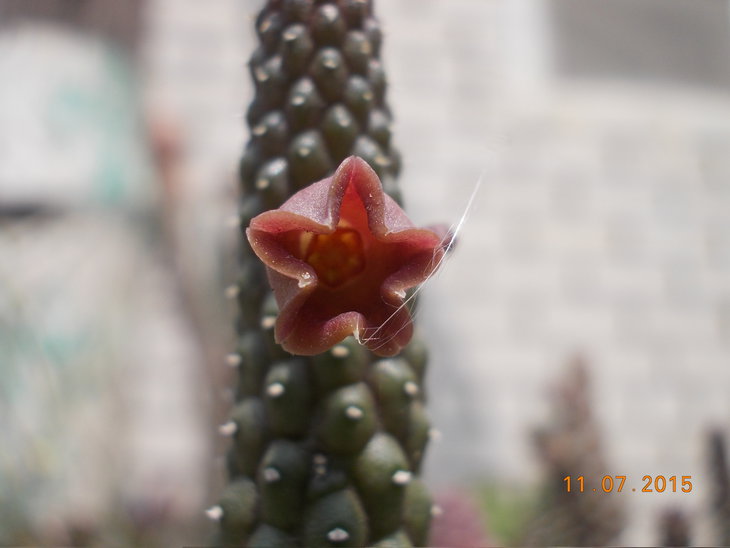 Echidnopsis archerii